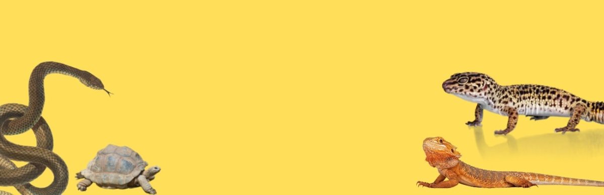 Reptile and amphibian - Talis Us