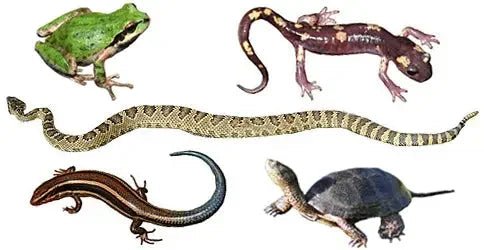 Reptile and Amphibian Breeds - Talis Us