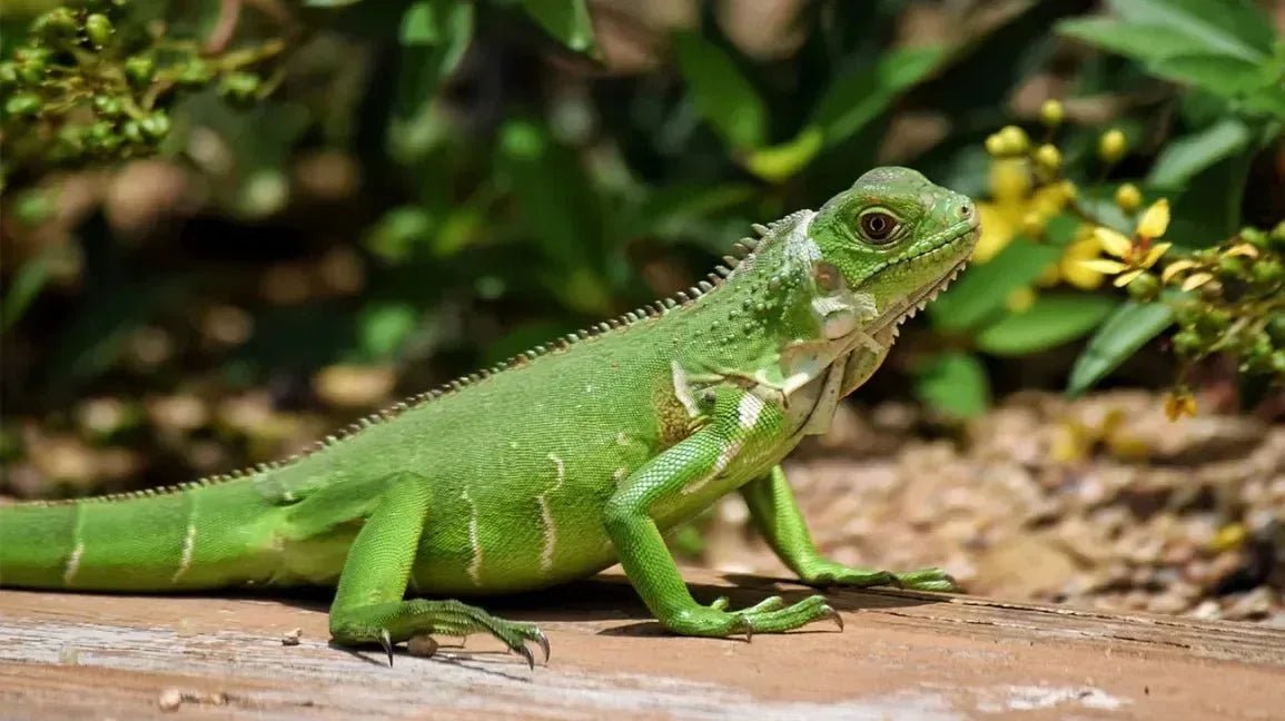 Reptile Food Toppers - Talis Us
