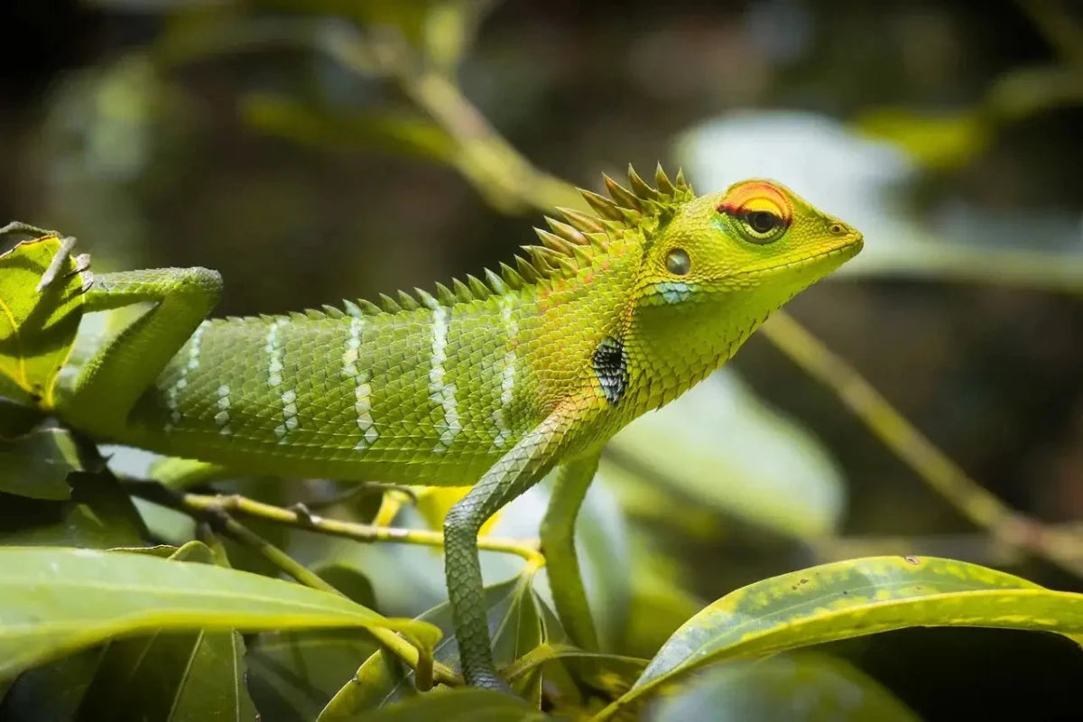 Reptile Forum - Talis Us