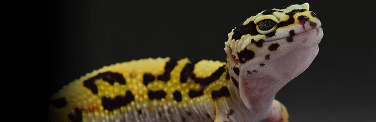 Reptile Gel Food - Talis Us