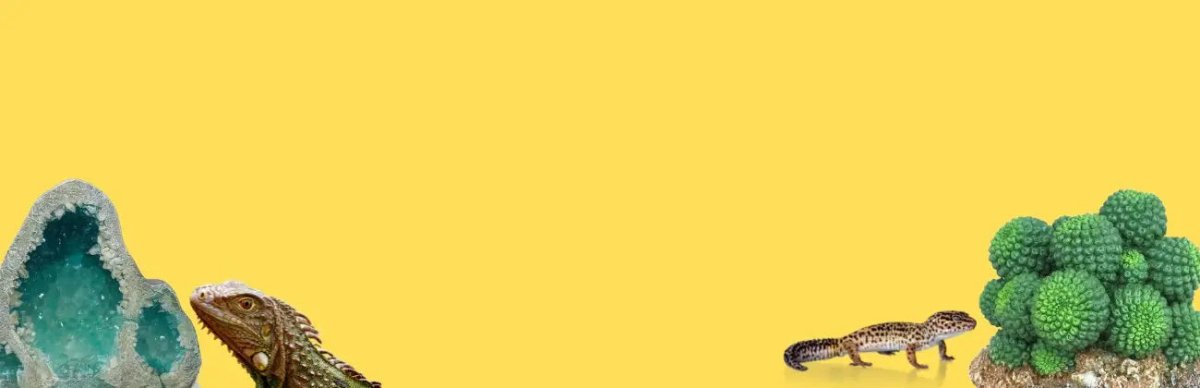 Reptile Ornaments - Talis Us