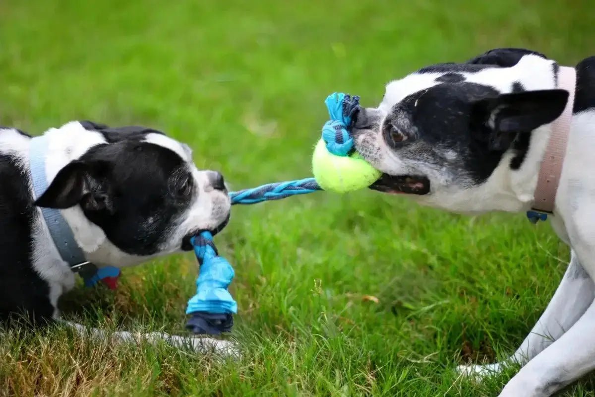 Rope and Tug Toys - Talis Us
