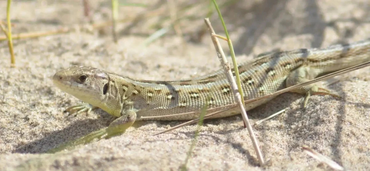 Sand lizards