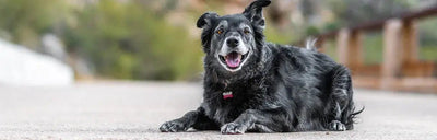 Senior Dog Food - Talis Us