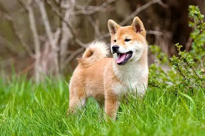 Shiba Inu - Talis Us