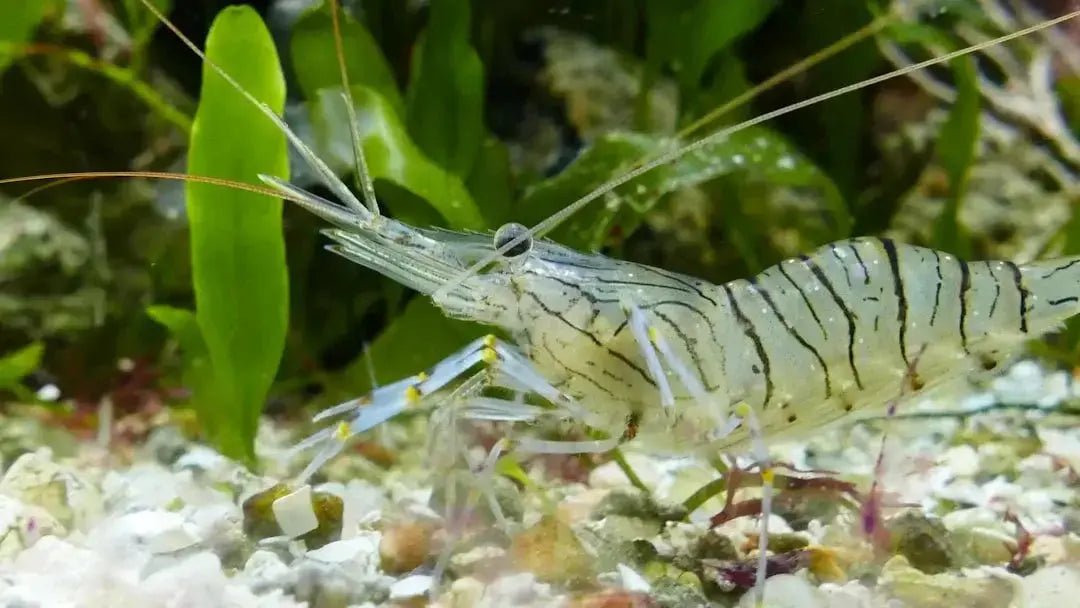 Shrimp