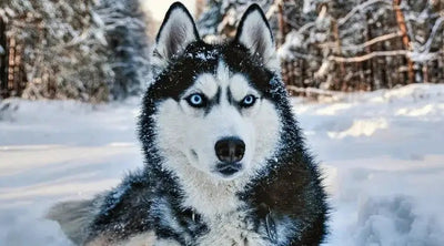 Siberian Husky - Talis Us
