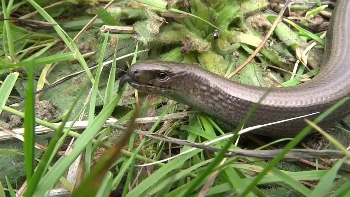 Slow worms - Talis Us