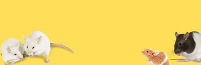 Small Animal - Talis Us