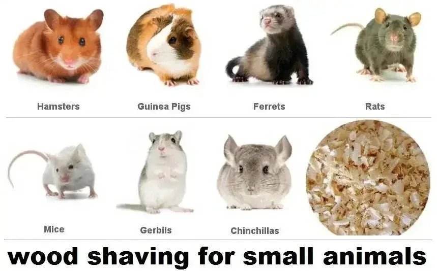 Small Animals Breeds - Talis Us