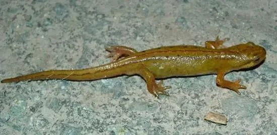 Smooth newt - Talis Us