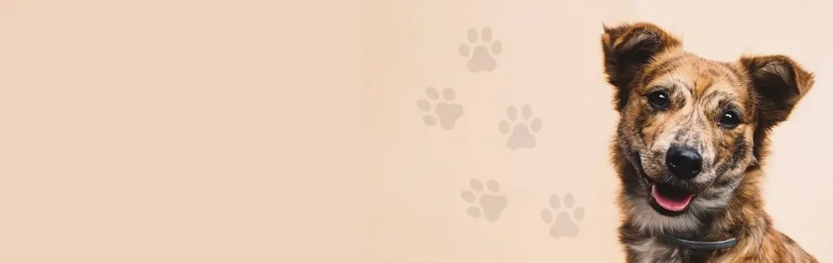 Soft & Chewy Treats - Talis Us