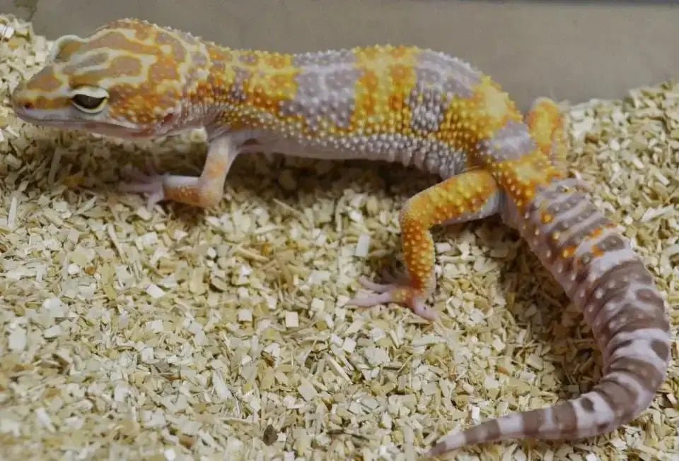 Sub-Adult Leopard Geckos