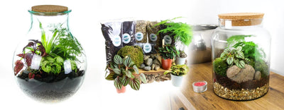 Terrarium Plants - Talis Us