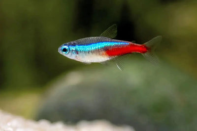 Tetra fish - Talis Us