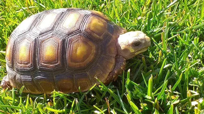 Tortoise food
