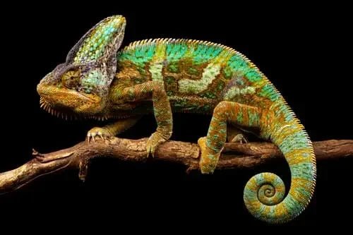 Veiled Chameleon - Talis Us