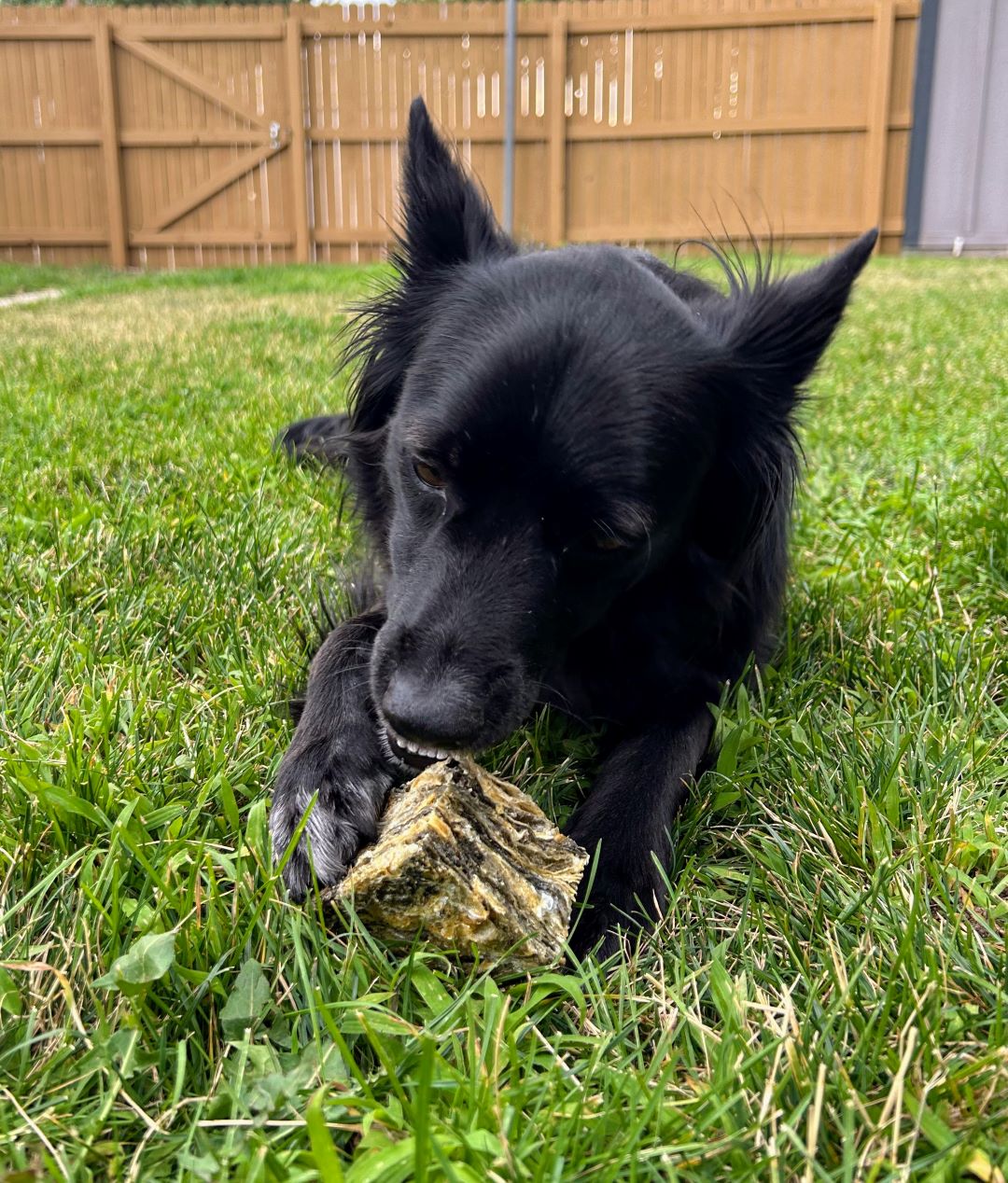 A black dog lies on green grass chewing a large Icelandic cod skin cube treat.