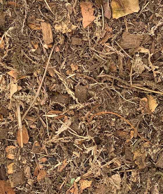 Bioactive Forest Floor Substrate 6 Qt