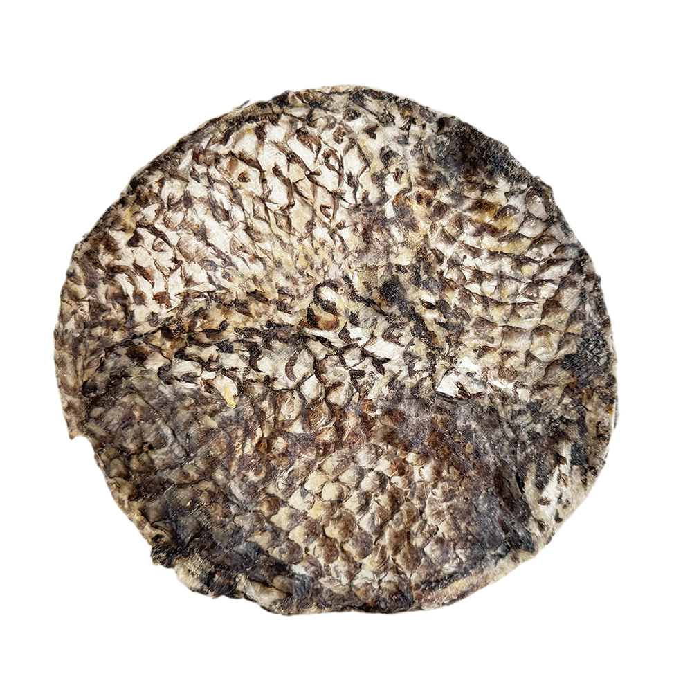 A circular, textured dog chew treat made from dried tilapia skin with a natural scale pattern.