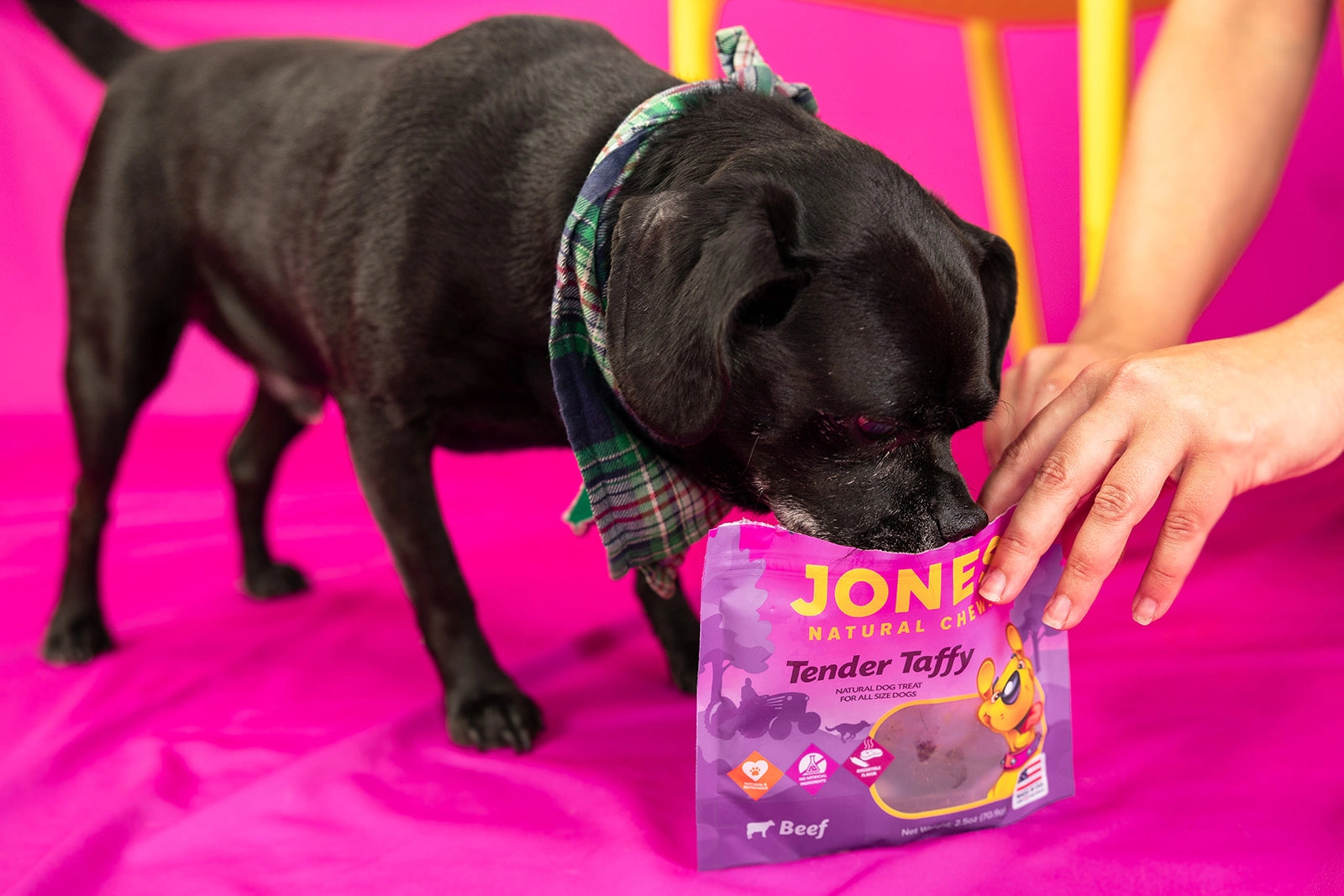 A black dog sniffing a bag of Jones Natural Chews Tender Taffy held by a person.