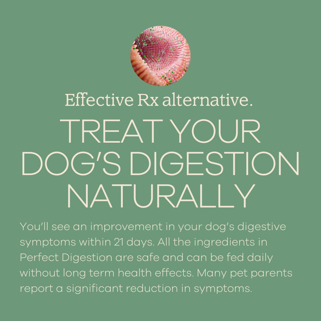 Yumwoof Perfect Digestion graphic presents a natural alternative for canine digestive care, with a gut illustration.