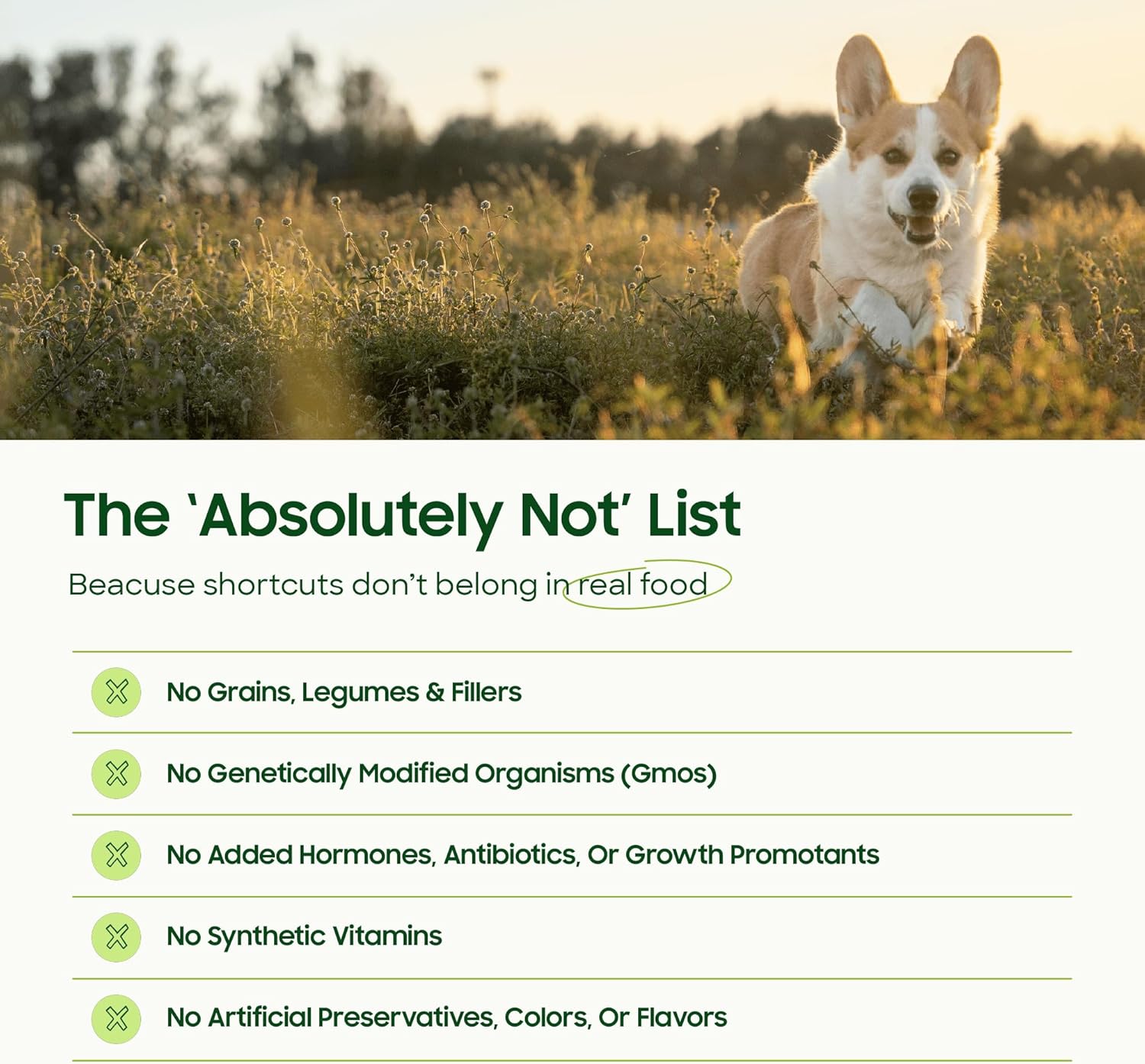 Corgi running in a field above a list of 'Absolutely Not' ingredients for dog food.