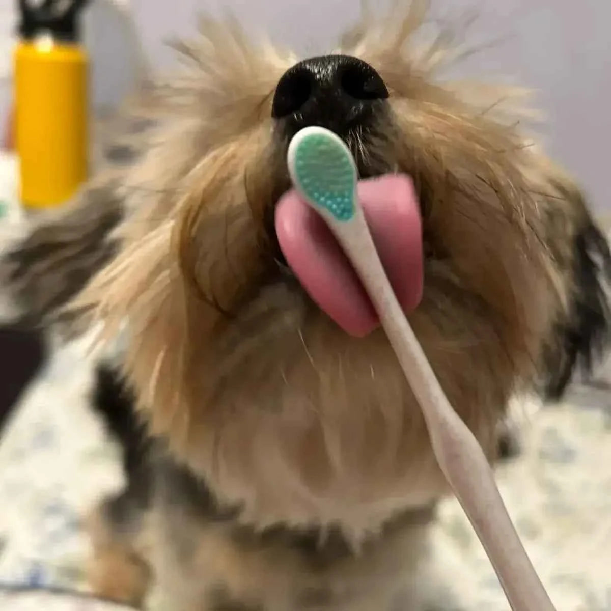 Wag & Bright Puppy Polisher Eco Toothbrush