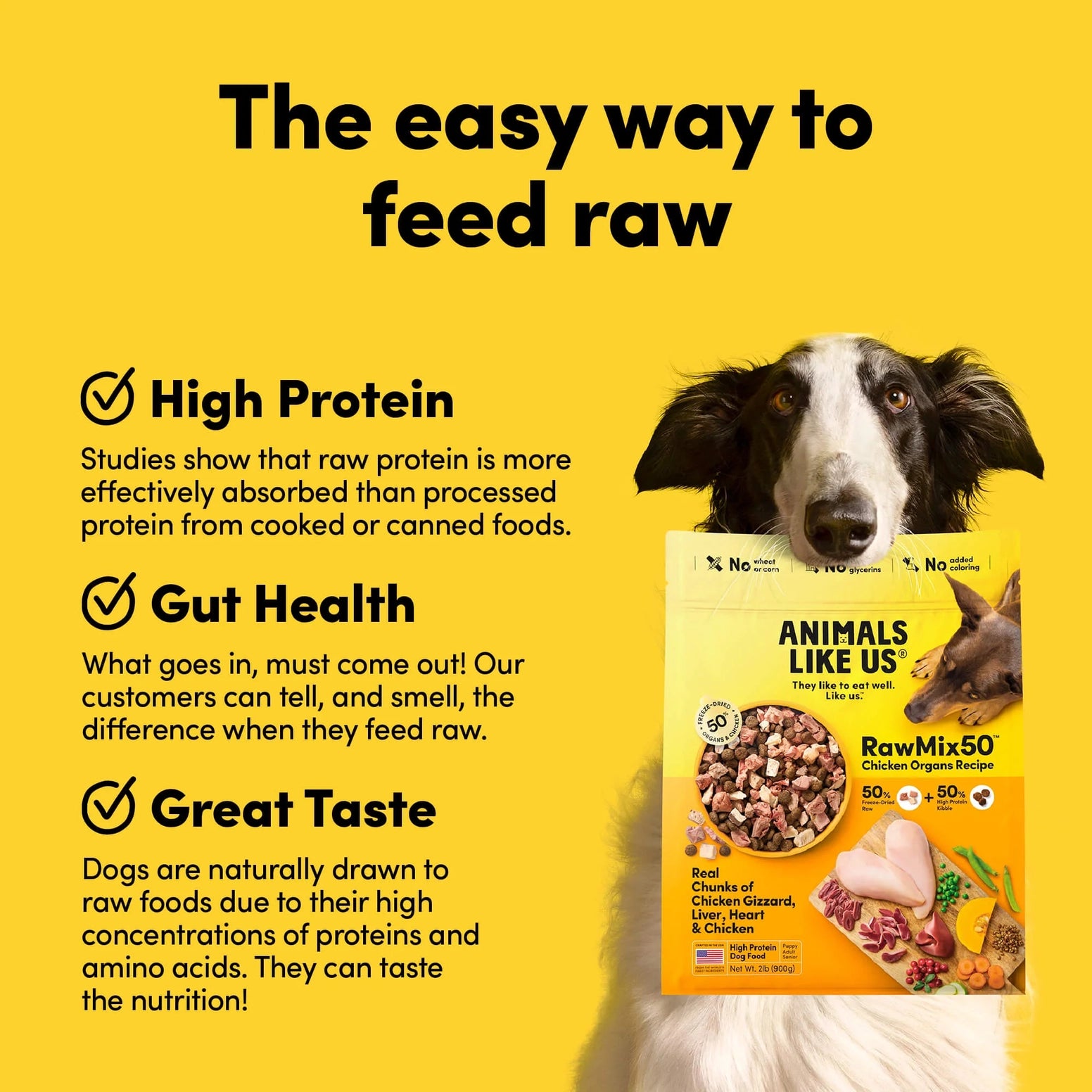 Dog holding a yellow bag of freeze-dried cage-free chicken raw dog food highlighting protein and gut health benefits