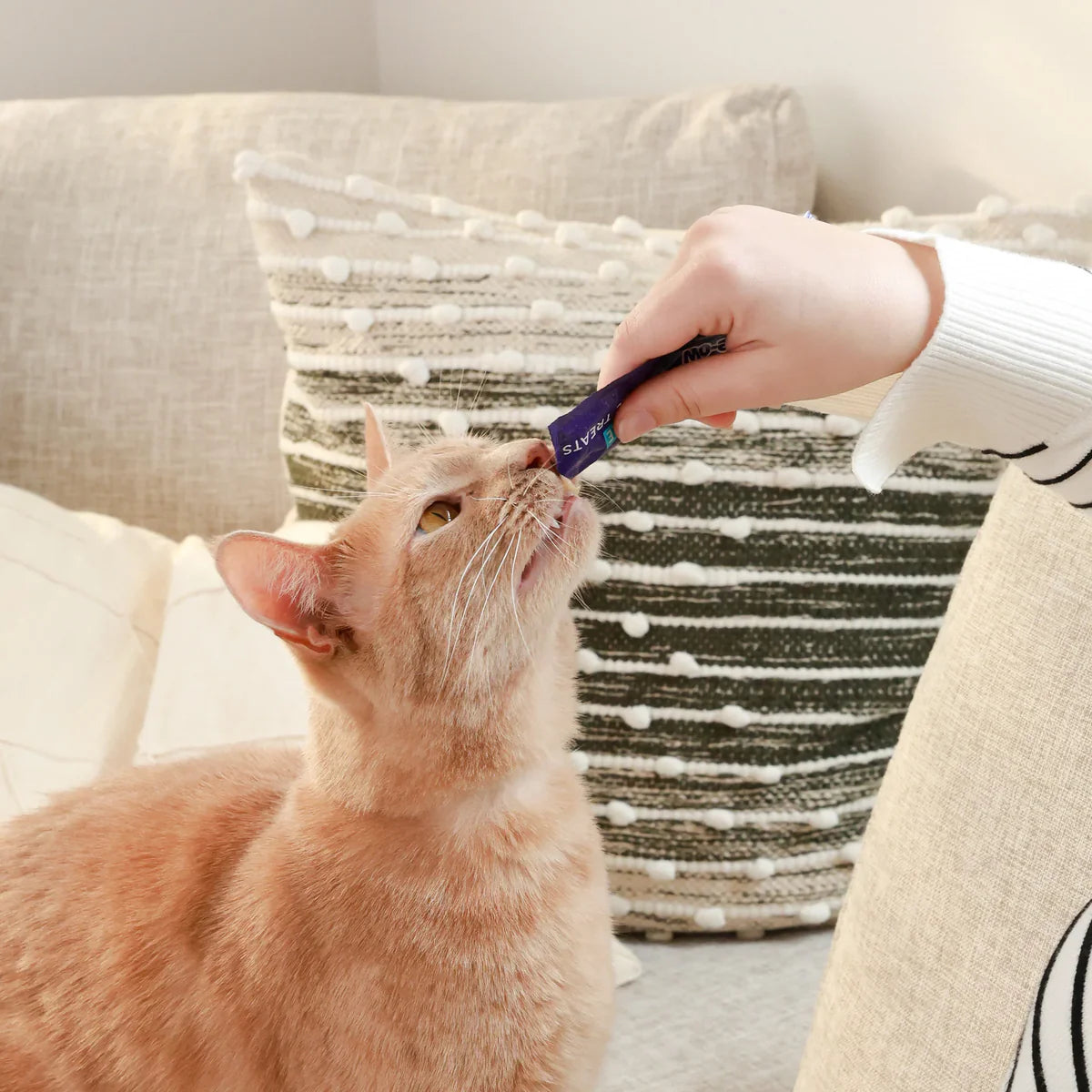 An orange cat licking an Ark Naturals Kiss Me-Ow lickable treat from a purple tube.