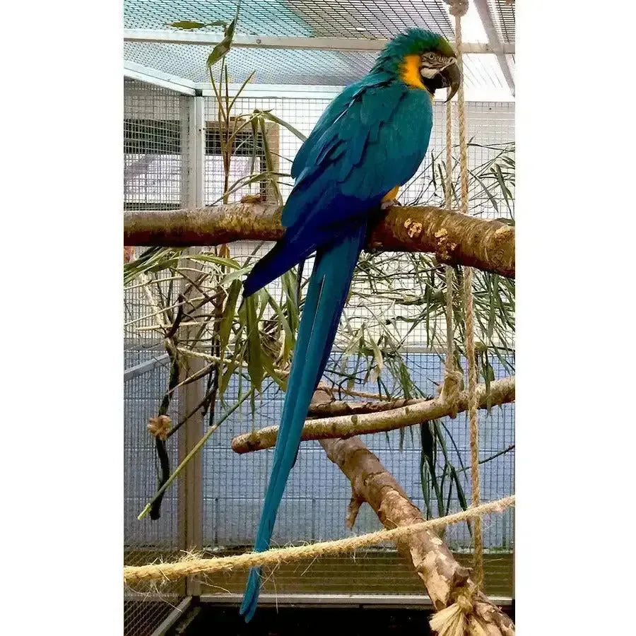 Full spectrum UVB lighting unit from Arcadia for avian use