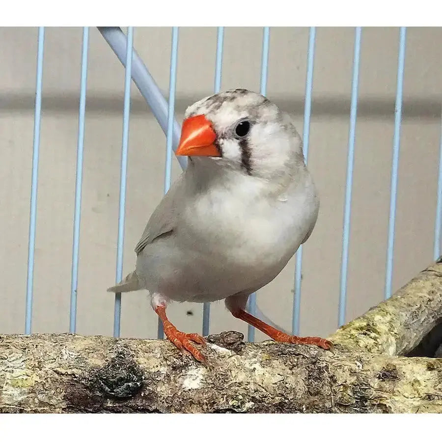 The Arcadia BIRD HO T5 46" fixture providing essential UVB for birds