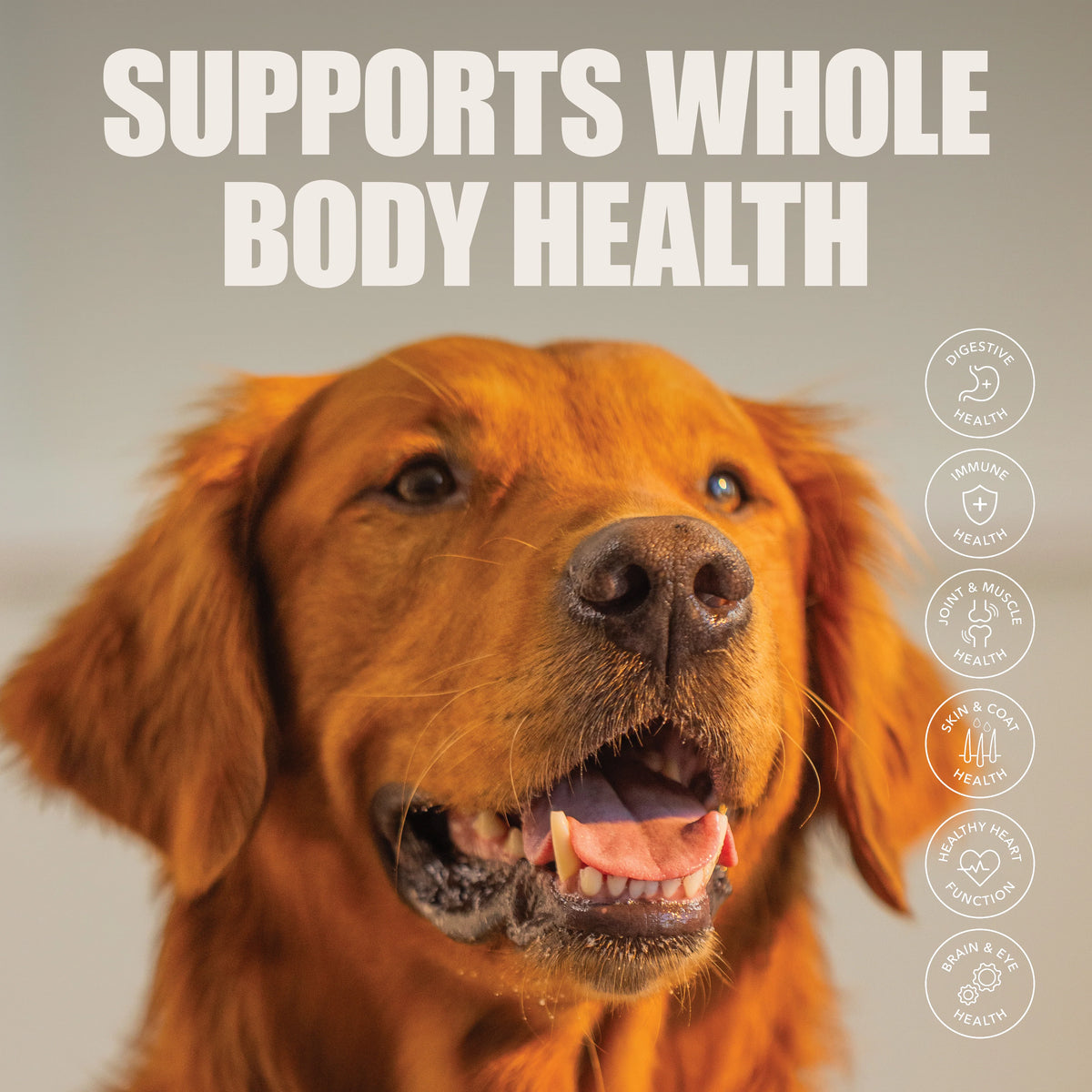 Golden Retriever with icons for digestive, immune, joint, skin, heart, and brain health benefits.