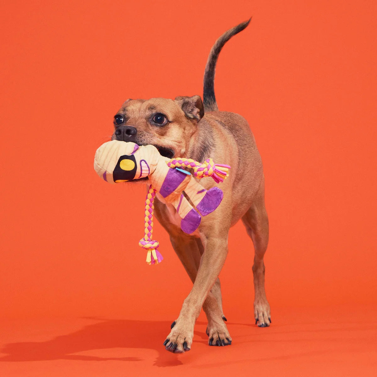 BARK Halloween Wingmen Plush Dog Toy 2pk