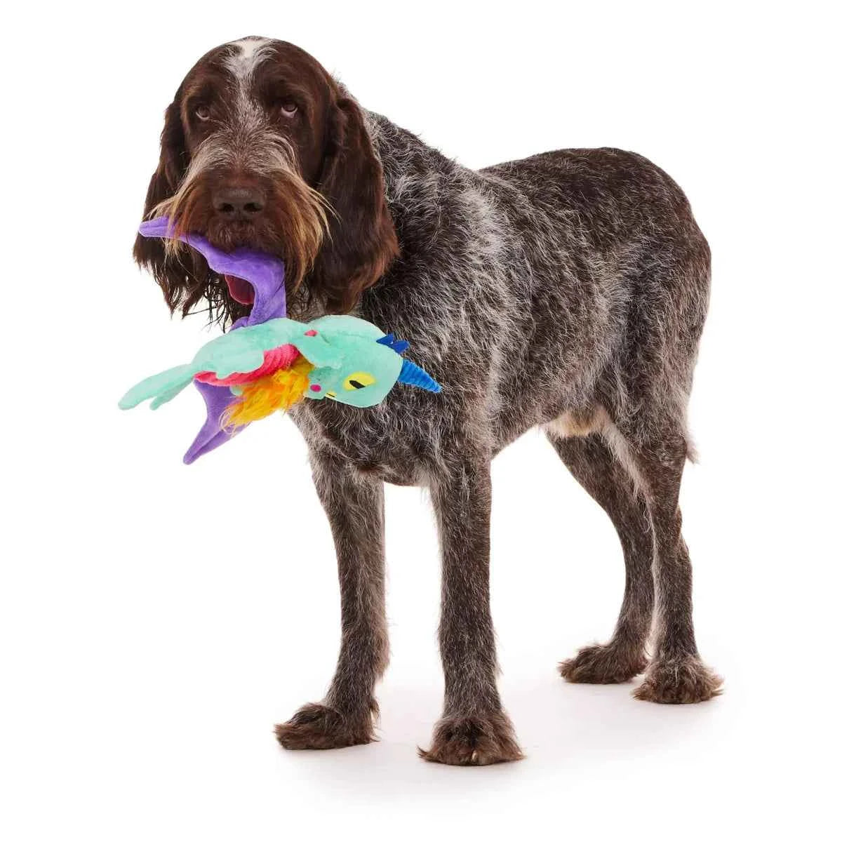 A large brown and white dog holding a colorful Chongus the Dragon plush toy in its mouth.