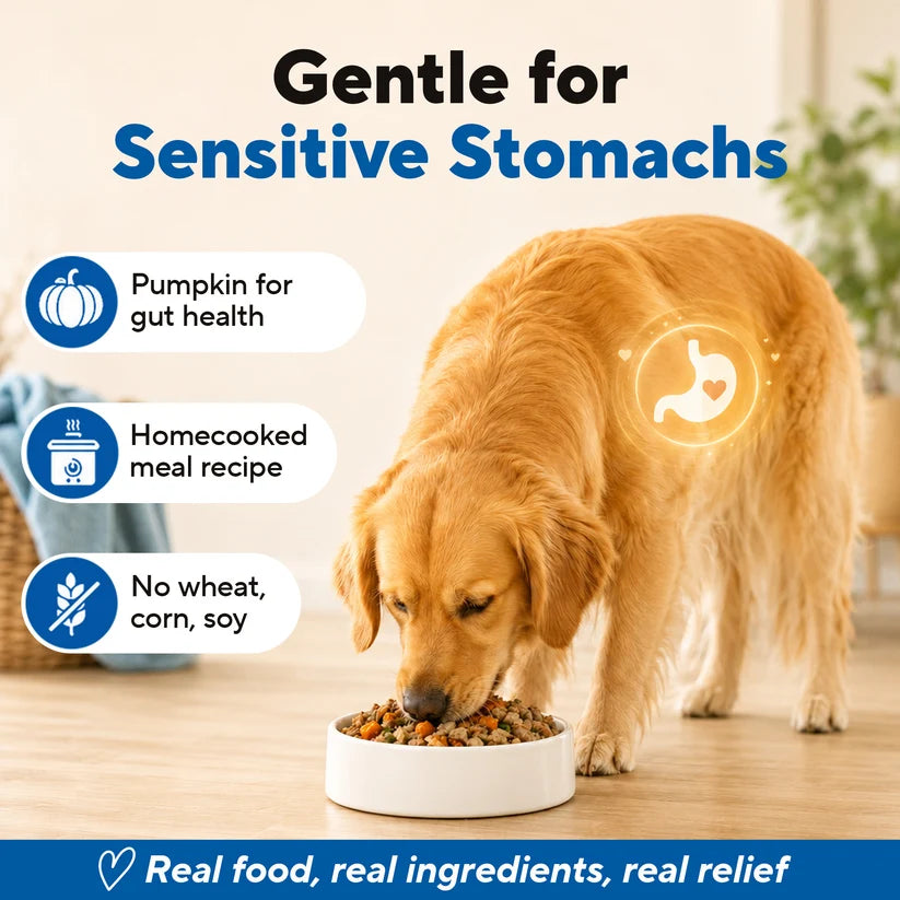 Dave's Bland Diet Beef & Rice Gently Cooked Dog Food 10 Pack - 9 oz Pouches