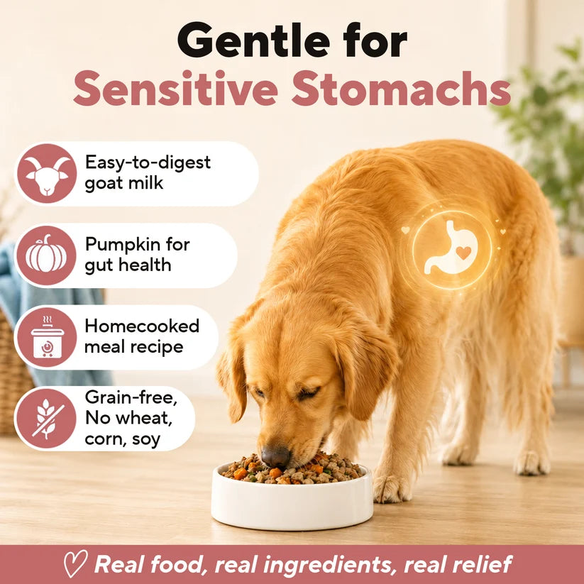 Dave's Homestyle Meal Grain-Free Goat Milk, Duck & Beef Dinner Gently Cooked Dog Food 10 Pack - 9 oz Pouches
