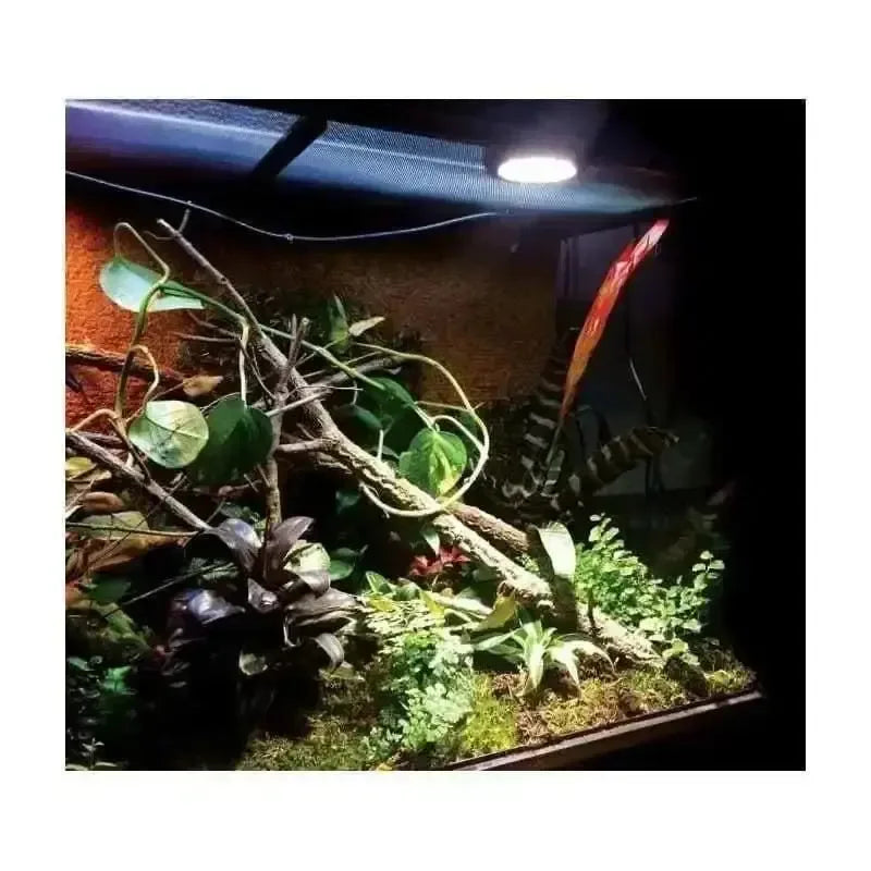 Replaced Image