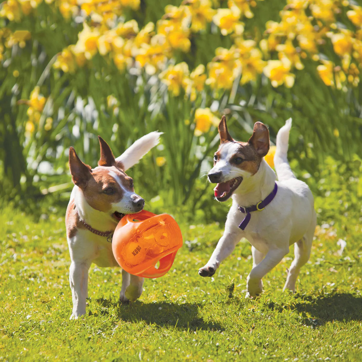 Two dogs playing with an orange Kong Jumbler Ball in a grassy field with yellow flowers.