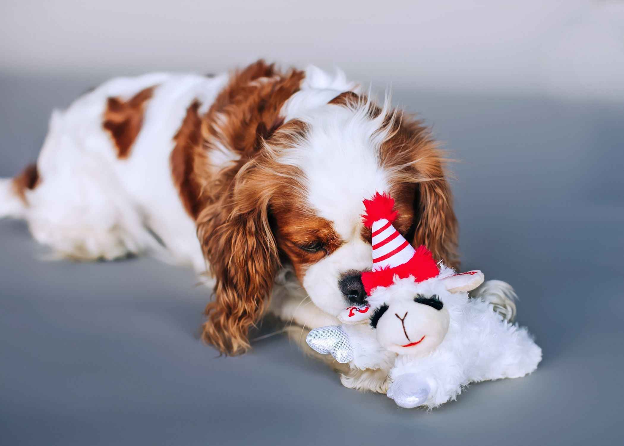 Multipet Lamb Chop 70th Birthday Dog Toys