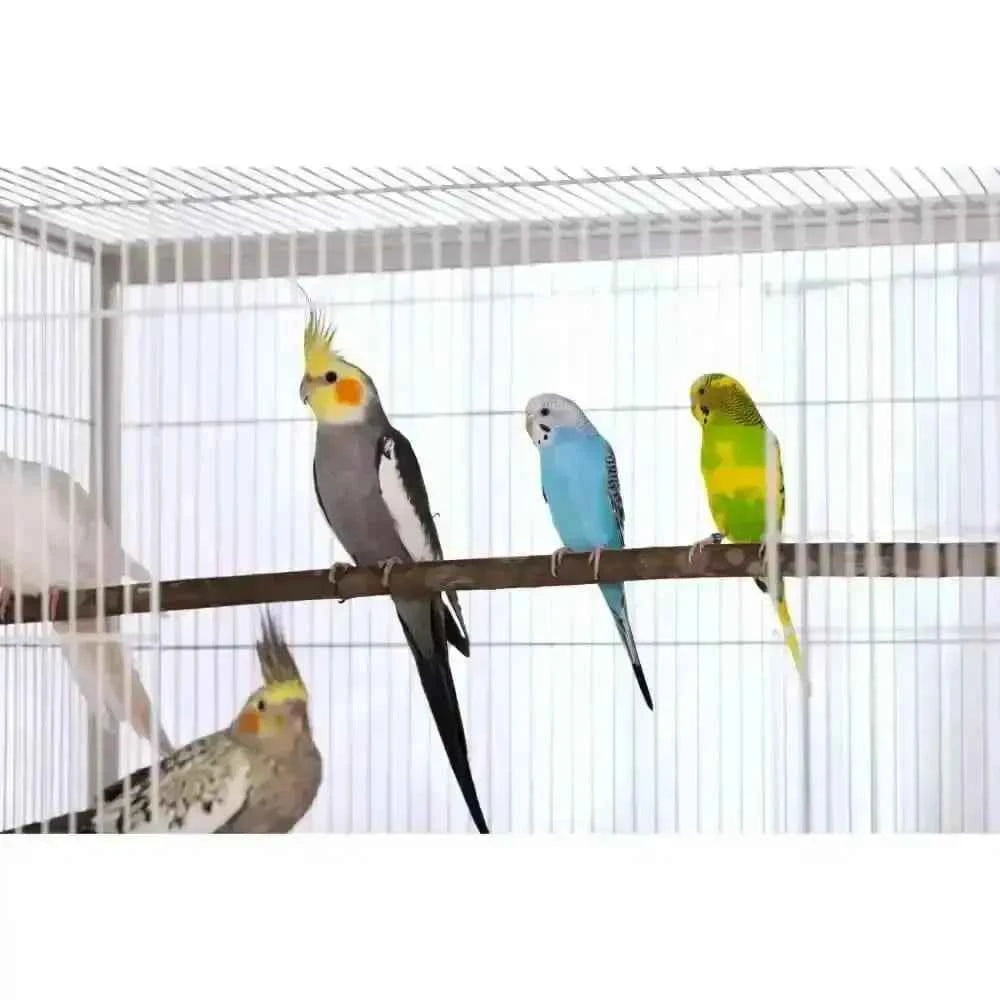 Prevue Pet Products Small Bird Wrought Iron Flight Bird Cage F041