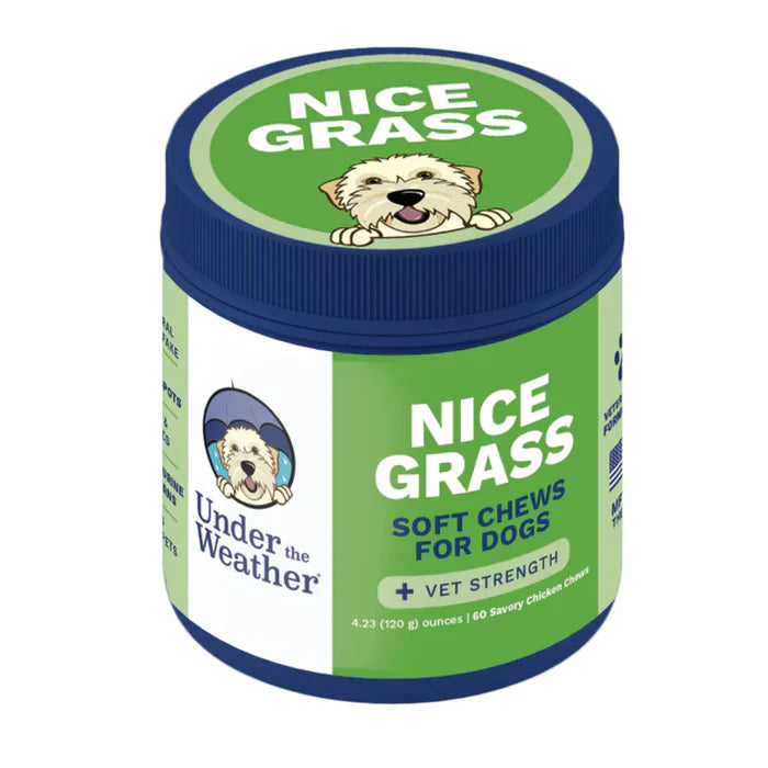 Container of savory soft chews for dogs with vet-strength formula supporting digestive health and well-being