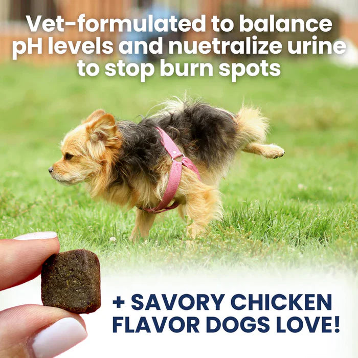 Hand holding a savory soft chew with small dog peeing on grass and text about balancing pH to prevent burn spots