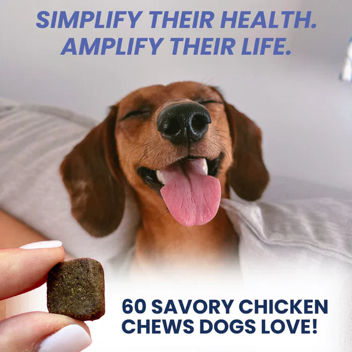 Happy dog with tongue out and hand holding a savory chicken soft chew promoting pet health and well-being