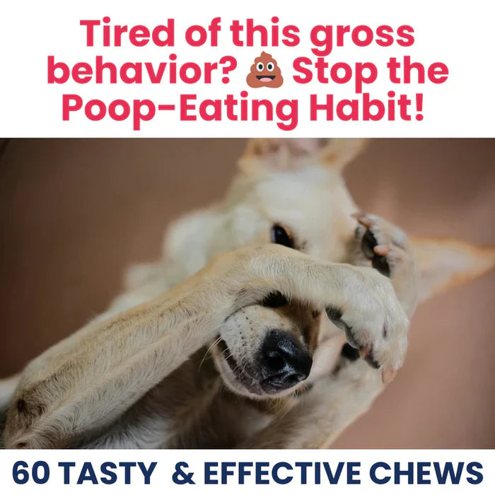 Dog covering its face with paws under text addressing stopping dogs from eating stool with effective soft chews.
