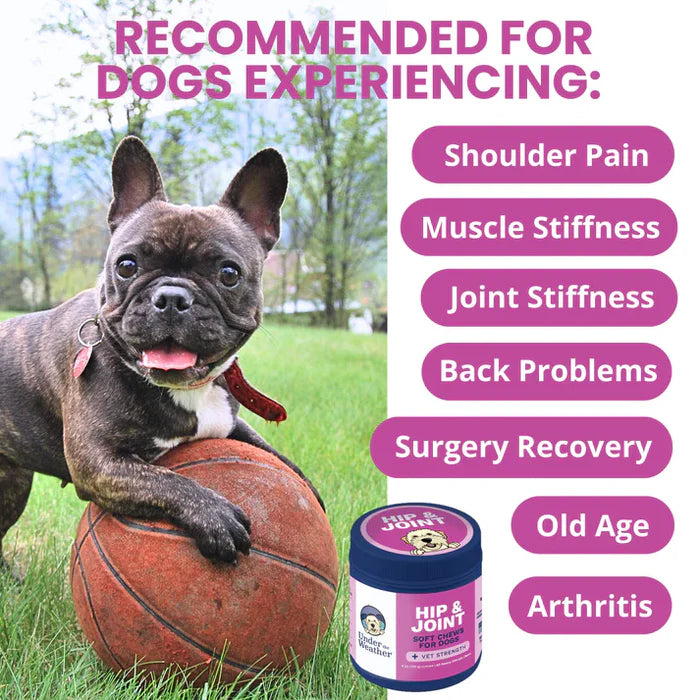 French bulldog resting paw on basketball outdoors near container of hip and joint soft chews with benefits listed
