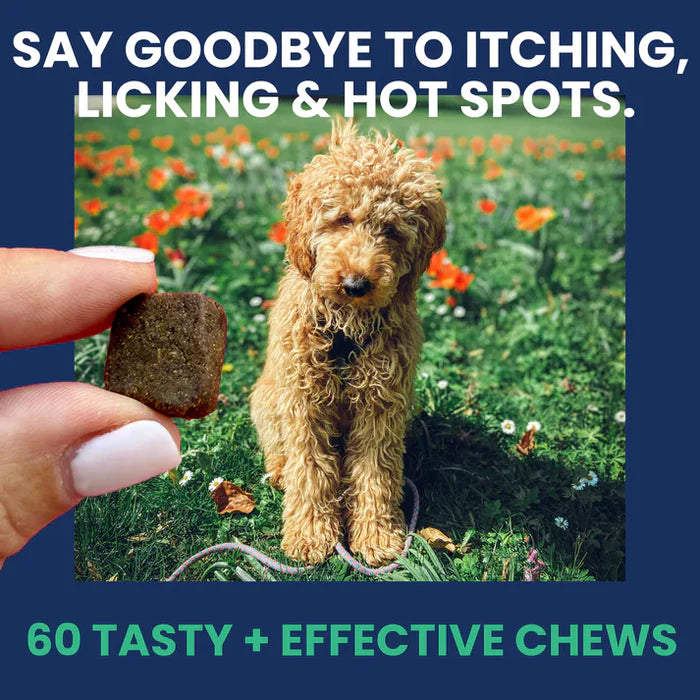 Hand holding a soft chew for dogs next to a calm curly-haired dog sitting in a flower-filled grassy area