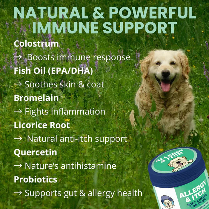Golden retriever sitting in grassy meadow beside natural ingredient list and allergy relief soft chew container