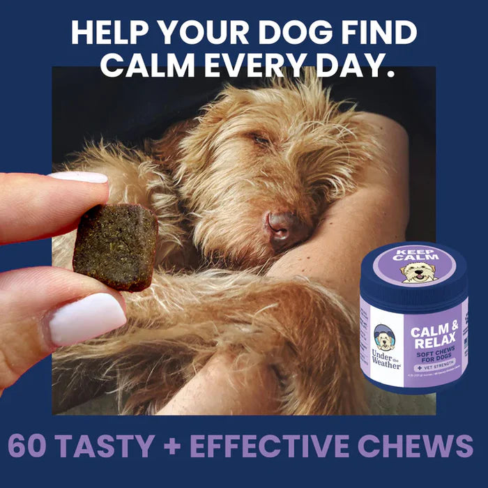 Hand holding a calming soft chew for dogs next to a relaxed dog and a purple container of calming chews